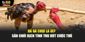 Đá Gà Chọi Là Gì? Sân Chơi Kịch Tính Thu Hút Cược Thủ